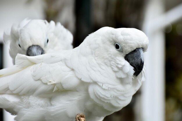 Foto close-up van de witte papegaai