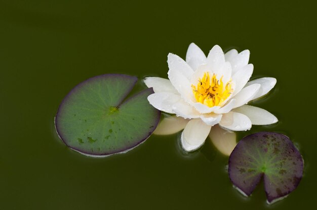 Foto close-up van de witte waterlelie