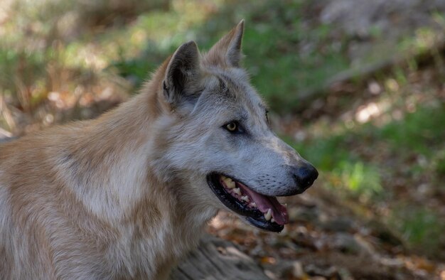 Foto close-up van de wolf