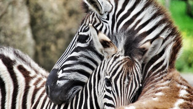 Foto close-up van de zebra-familie