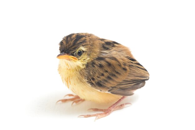 Close-up van de Zitting Cisticola-vogel