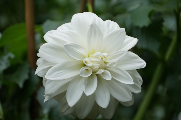 Close-up van de zuivere witte Dahlia-bloem