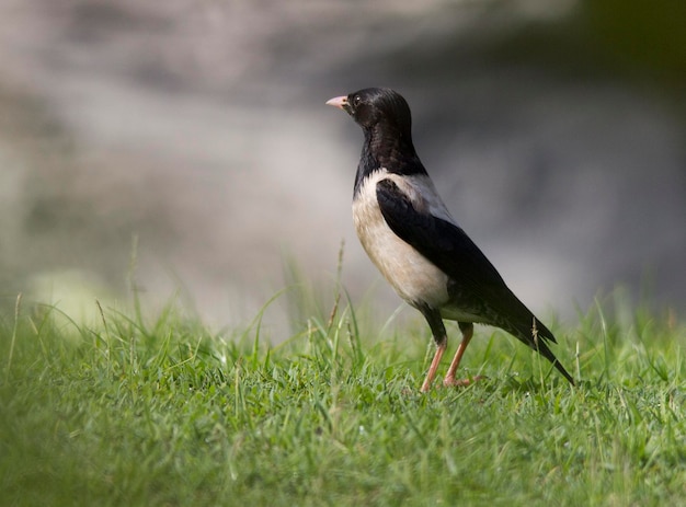 Close-up van de zwarte snavel magpie op het veld