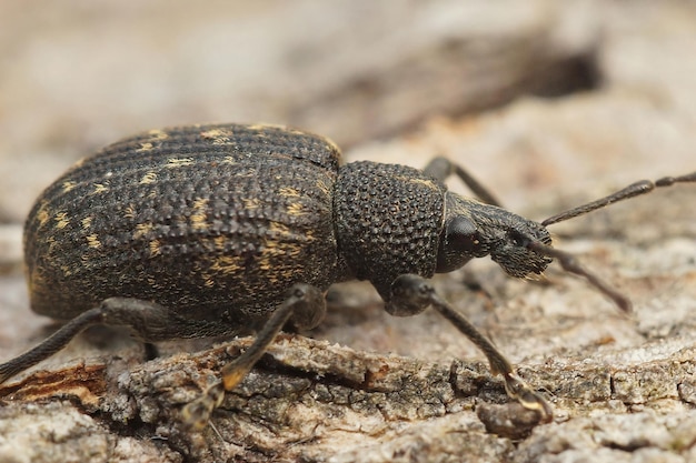 Foto close-up van de zwarte wijnstok, otiorhynchus sulcatus, die op een stuk hout zit