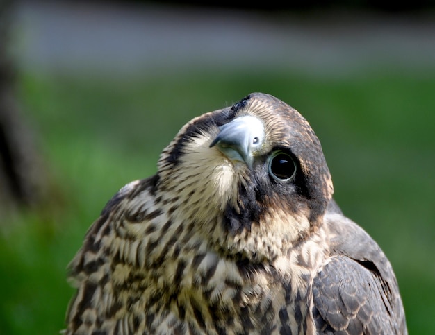 Close-up van de zwerfvalk