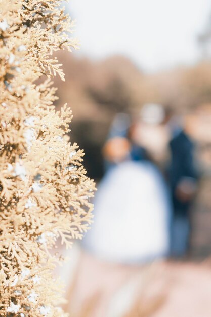 Foto close-up van decoratie tegen een pasgetrouwd stel buiten