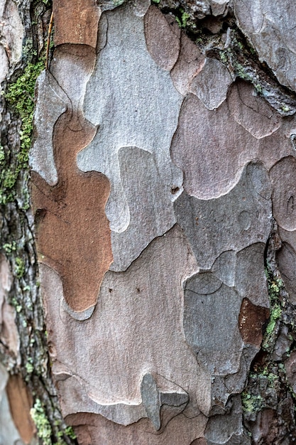 Close up van dennenboom huidtextuur macro