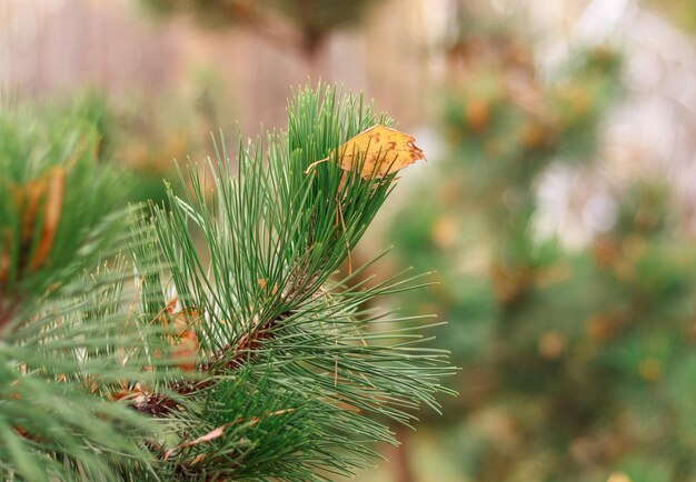 Close-up van dennenboom op het veld