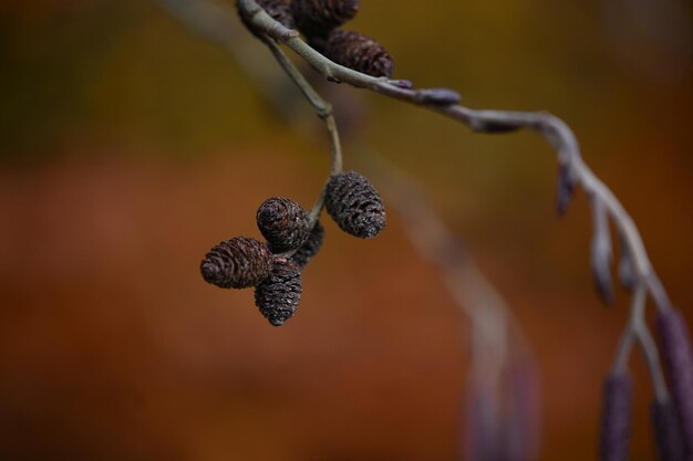 Foto close-up van dennenkegel op de plant