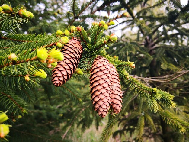 Foto close-up van dennenkegels op een boom