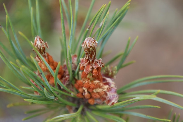 Close-up van dennenkegels