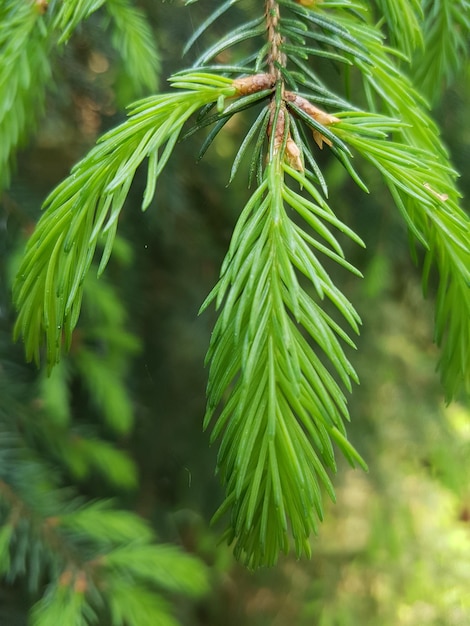 Close-up van dennennaaldjes