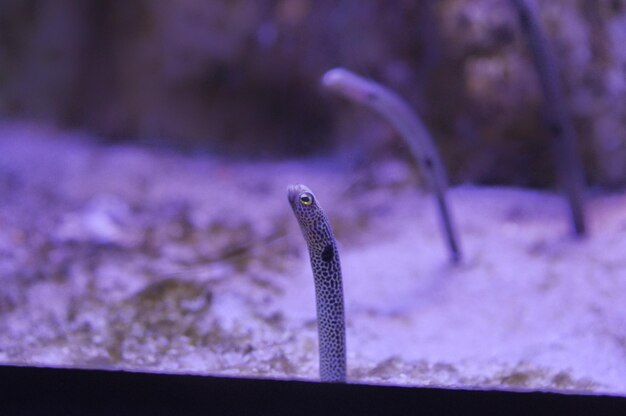 Foto close-up van dieren in een aquarium