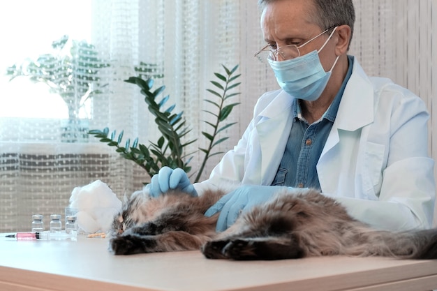 Close up van dierenarts arts in medische handschoenen onderzoeken de gezondheid van de kat in de kliniek. man aait huisdier en kalmeert op veterinaire onderzoekstafel. Concept van huisdierenverzorging, veterinaire, gezonde dieren.