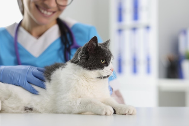 Close-up van dierenarts die schattige mooie kat onderzoekt