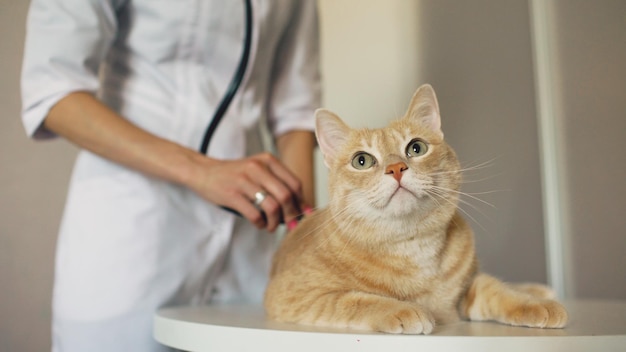 Close-up van dierenartsvrouw die met stethoscoop kat in medisch dierenartskantoor onderzoekt