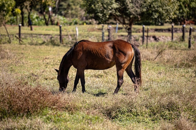 close-up van dierlijk paard op het gebied van het landbouwbedrijfweiland