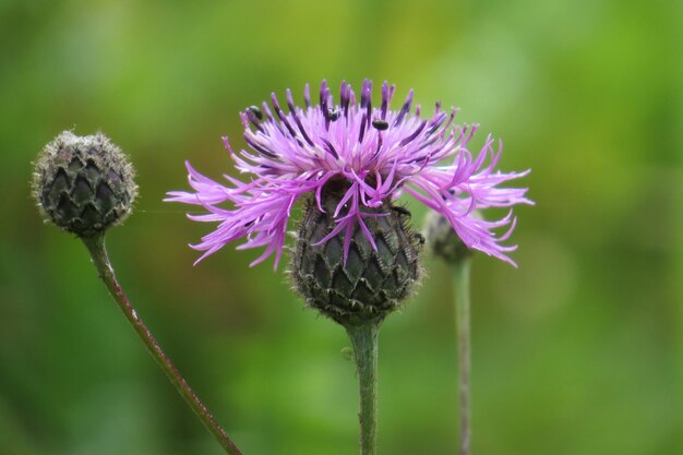 Foto close-up van distel die in de open lucht bloeit