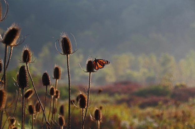 Foto close-up van distel op het veld tegen de lucht