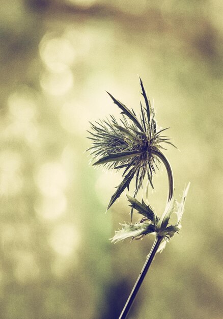 Foto close-up van distel