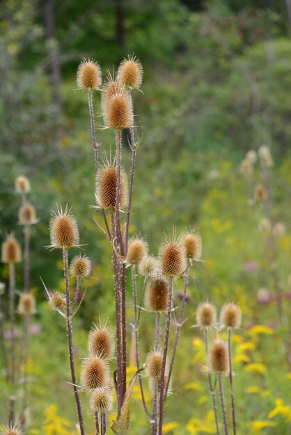 Close-up van distelbloemen