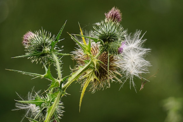 Close-up van distelknoppen