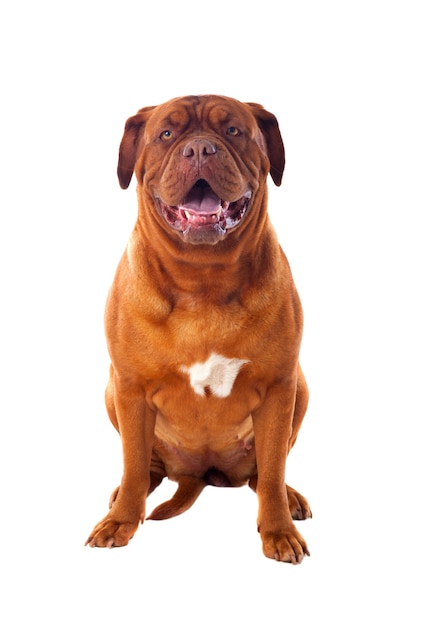 Close-up van Dogue de Bordeaux