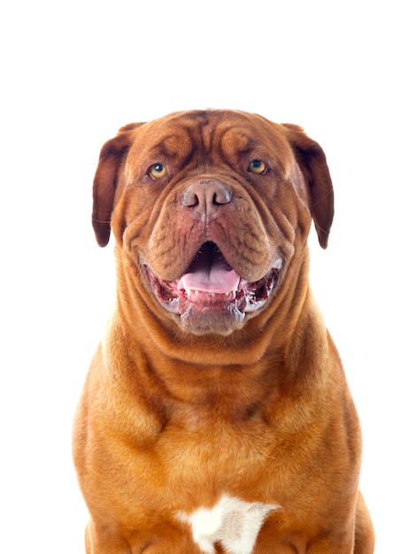 Close-up van dogue de bordeaux