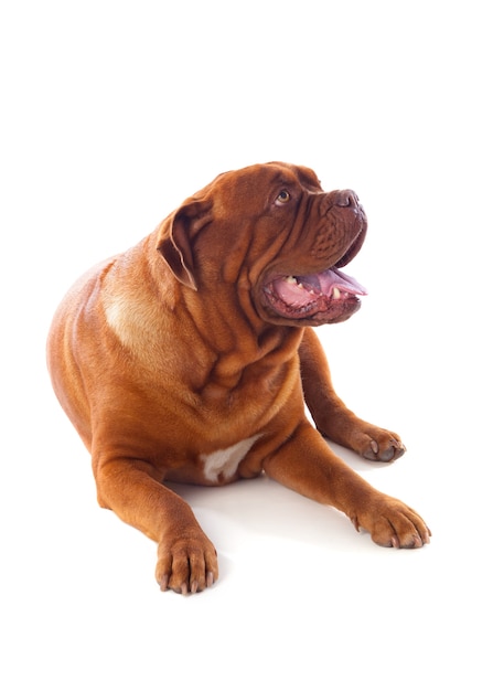 Close-up van Dogue de Bordeaux