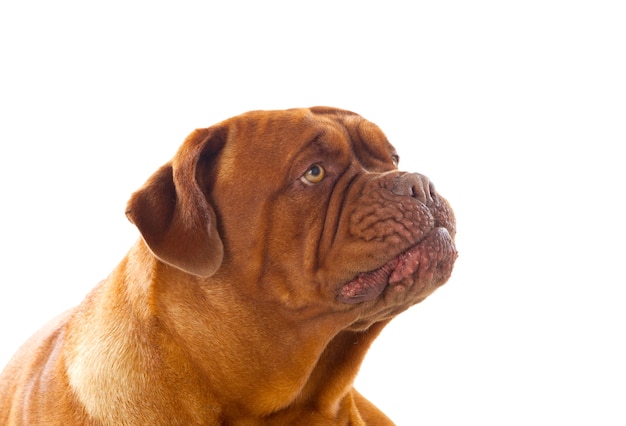 Close-up van Dogue de Bordeaux