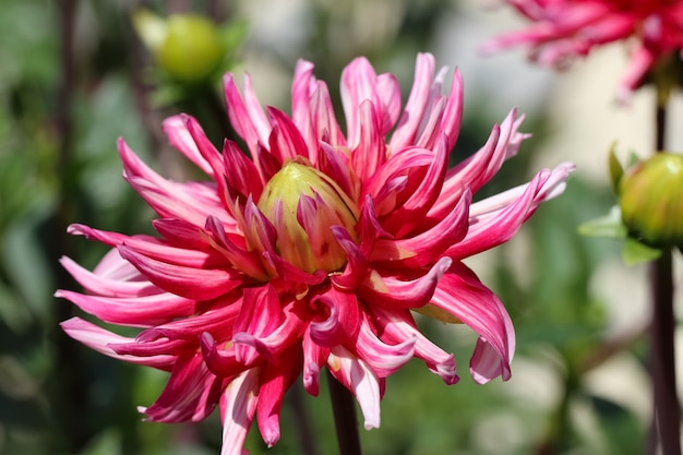 close-up van donkerroze dahlia op de vage groene tuinachtergrond