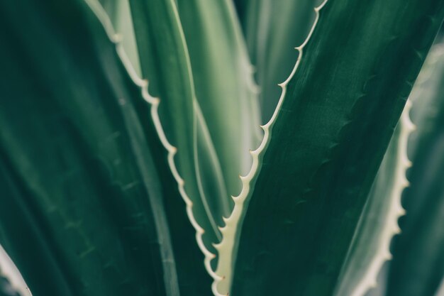 Close-up van doorncactus plant