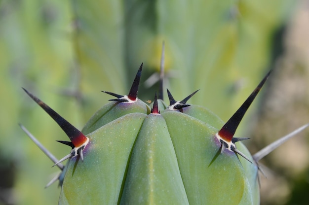 Foto close-up van doornen op een plant