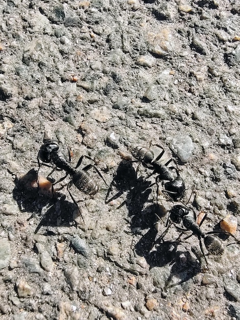 Close-up van drie mieren die op het asfalt lopen