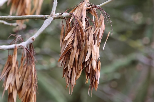 Foto close-up van droge bladeren die aan de plant hangen