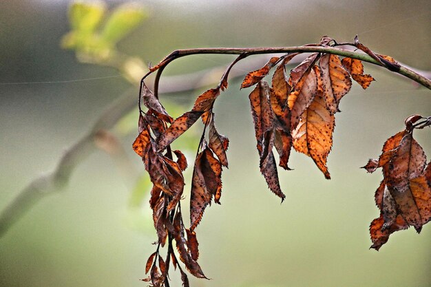 Foto close-up van droge bladeren die buiten hangen