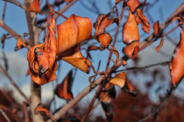 Close-up van droge bladeren op de plant in de herfst