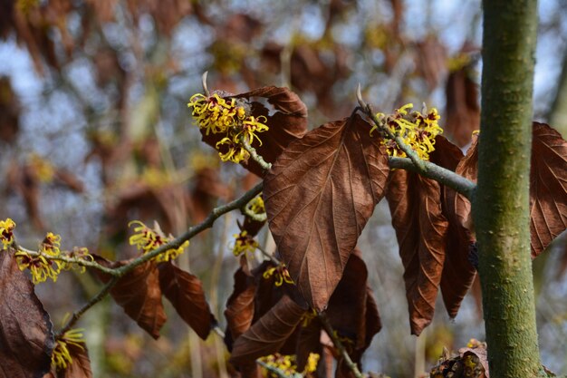 Foto close-up van droge bladeren op de plant