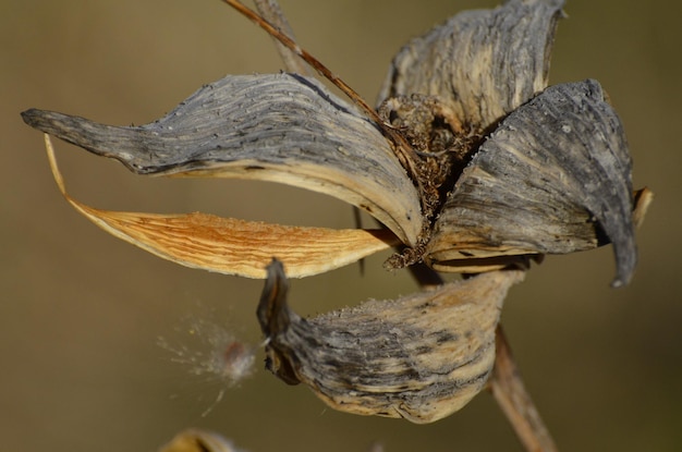 Foto close-up van droge bladeren op de plant
