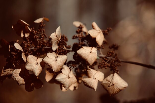 Foto close-up van droge bladeren op de plant