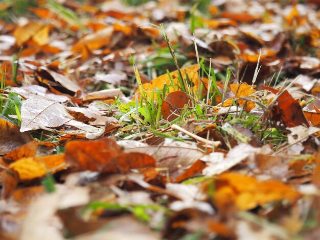 Foto close-up van droge bladeren op het veld