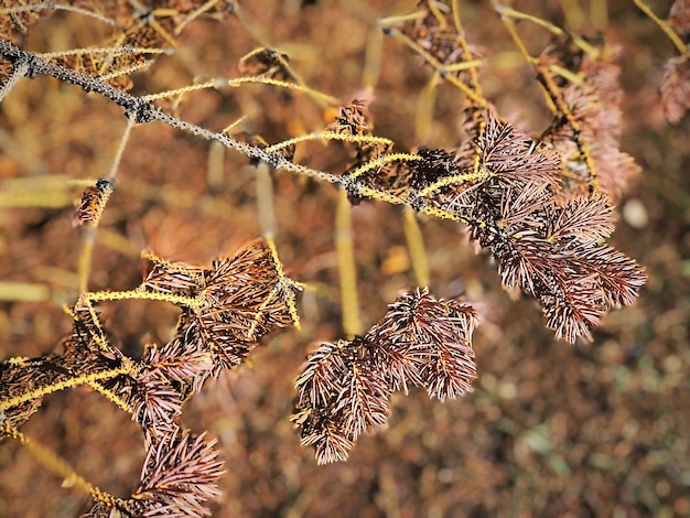 Foto close-up van droge bladeren op takken in de winter