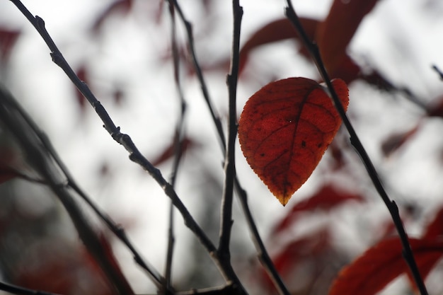 Foto close-up van droge bladeren op takken