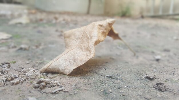 Foto close-up van droge bladeren