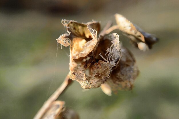 Close-up van droge bladeren