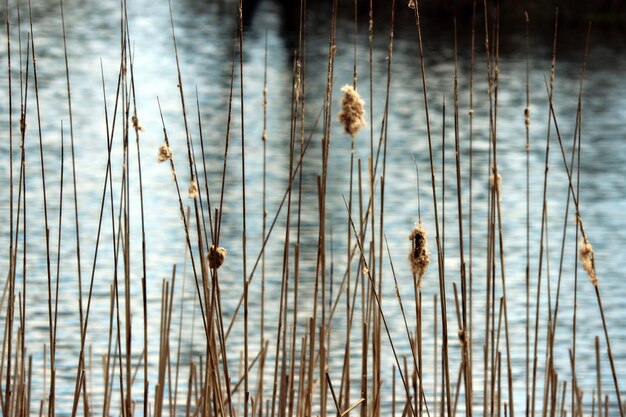 Foto close-up van droge cattails bij het meer