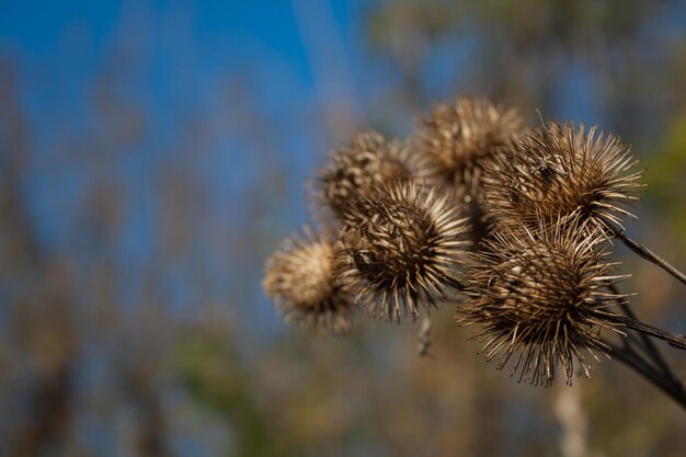 Foto close-up van droge distels