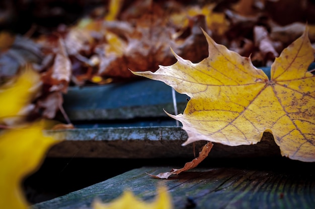 Close-up van droge esdoornbladeren op hout