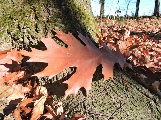 Foto close-up van droge gevallen bladeren per boom