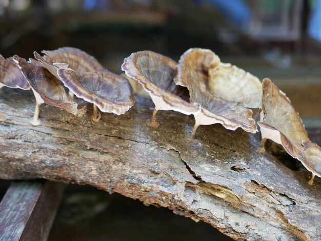 Close-up van droge paddenstoelen op de stam van een boom